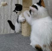 仔猫達の遊びは毎日が学習なんですね、見てるだけで癒されます。｜中川　映子(なかがわ　えいこ)ブリーダー(神奈川県・エキゾチックショートヘア・JPCU登録)の紹介写真3